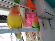 奥にいるノーマルインコのぴーちゃん｡