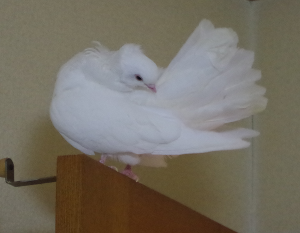 羽づくろい中〜
