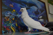 鳥種はジャコピンバト。首周りの襟巻が特徴
