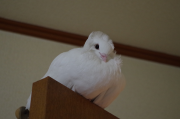 お座り形態