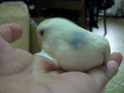 左首に微かにブルーが入っています
