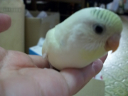 縞のない幼鳥です