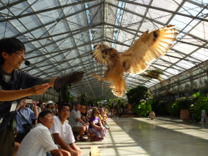 フクロウフライトの瞬間！