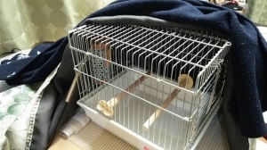 就寝用のキャリー