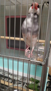 のびーる文鳥