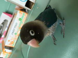 飼い囓り毛インコ