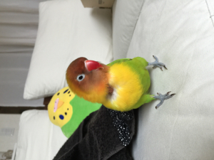 アイコンのインコ