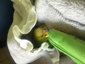 ハチ