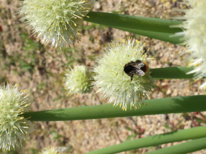 蜂
