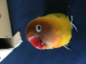 アイコンのインコ