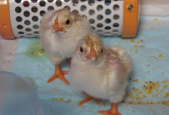 鳥の産卵 繁殖 雛の育て方 鶏の人工孵化 転卵 成長について とりっち インコなど鳥の日本最大級sns