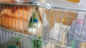 おちりー