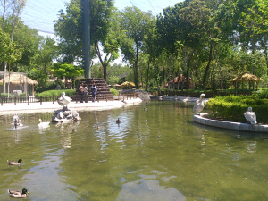 水鳥も楽しそう