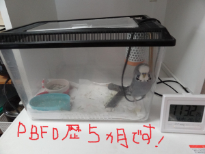グレちんお喋り大好き