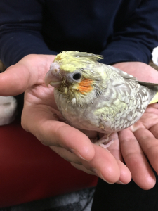 現在のベルです！口元が汚れてますが…w