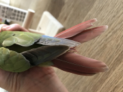 真ん中3本は既に折れてしまってます