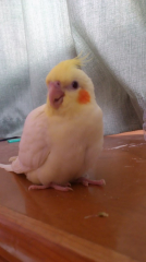 （ ＾ω＾）おっ？