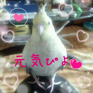 元気ですが(｡･･｡)