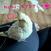オカメインコのシナコさん