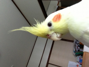 ピーヤ  オカメインコ薄黄色