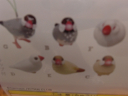 寝ている文鳥など様々です。