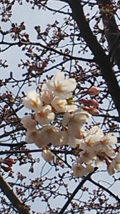 隅田公園の桜