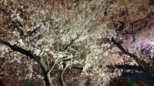 隅田公園の夜桜１