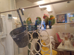 小桜インコの部屋