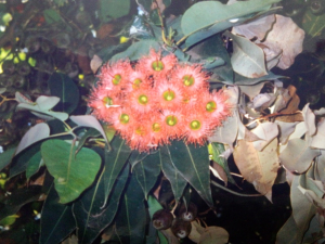 ユーカリの花