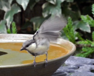 水盤の周りを歩くシジュウカラ