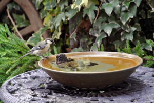 水盤のシジュウカラ