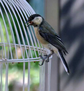 毎朝ご挨拶に来てくれるシジュウカラ