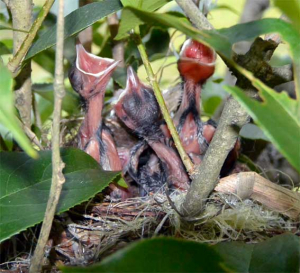 ヒヨドリの雛鳥が三羽