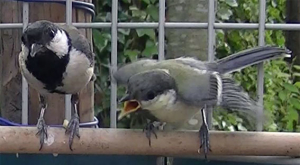 四十雀の親鳥♂に餌をねだる幼鳥