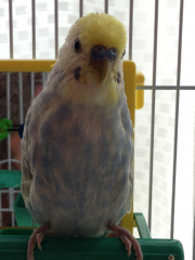 セキセイインコpbfdについて先日 11ヶ月のインコちゃんを抜け毛があまりに Yahoo 知恵袋