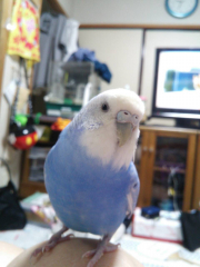 鼻がのところがカサカサしてます