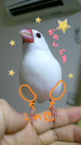 文鳥アイスの柔らかさについて