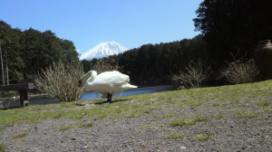 白鳥の湖と富士山