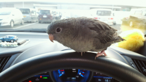 僕、運転上手でしょ?