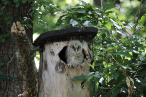 初夏にはフクロウの子が…