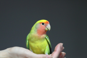 生まれつき左足が不自由なふっくん
