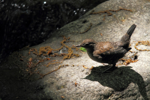 カワガラス幼鳥