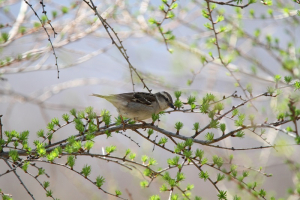 ニュウナイスズメ　♀