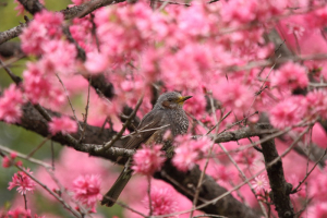 ヒヨドリ（こんな場面では写真を撮ります）