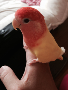 小桜インコ ルチノーオパーリン
