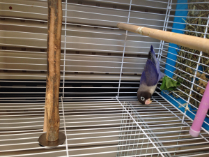 バイオレットボタンインコ