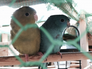 サザナミインコ