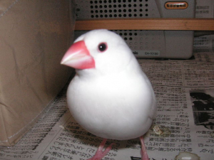 ちろちゃんです♪
