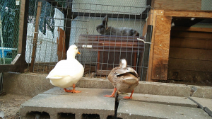 ふ〜ん。これがうさぎ・・・。