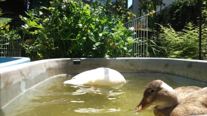 おしり泳ぎ１秒前